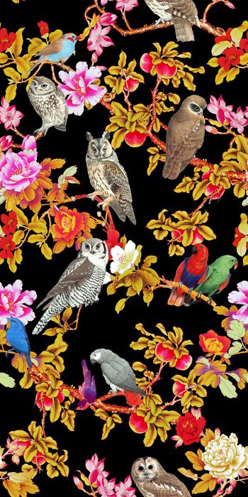 376343-丛林生物动物猫头鹰鹦鹉鸟类花卉枝叶