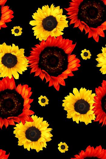 376726-向日葵大团花