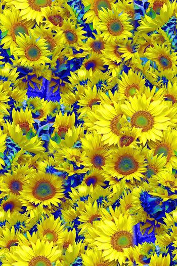 向日葵印花华亿平台图片