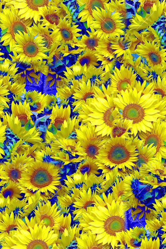 向日葵印花华亿平台图片