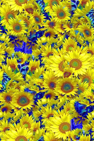 向日葵印花华亿平台图片