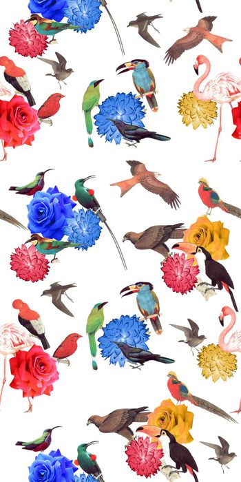 377642-丛林生物动物鸟类花卉玫瑰花