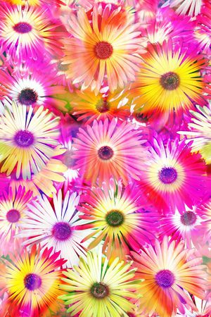 雏菊印花华亿平台图片