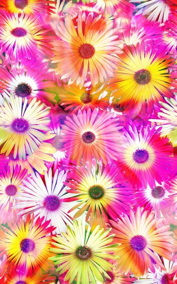 378080-阳光下的太阳花雏菊绽放花卉