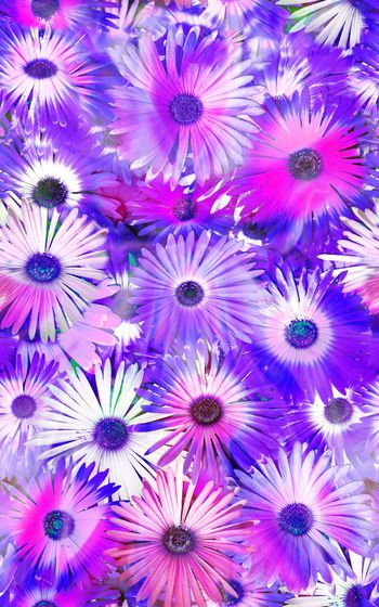 378081-阳光下的太阳花雏菊绽放花卉