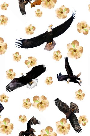 鹰印花华亿平台图片