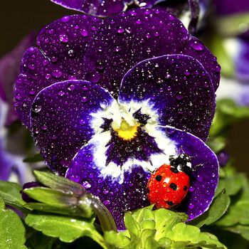 数码印花华亿平台图片