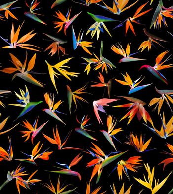 379884-时尚潮流热带植物天堂鸟1