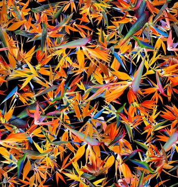 379885-热带植物天堂鸟2