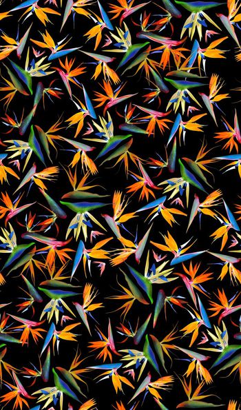 380640-时尚潮流热带植物天堂鸟3