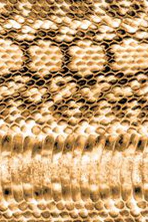 动物纹印花华亿平台图片