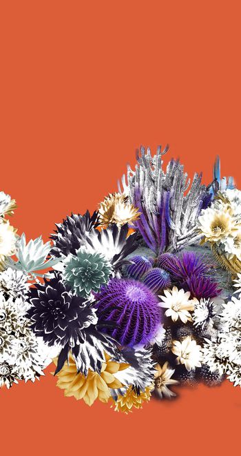 382615-	仙人球花 仙人球