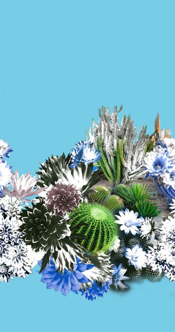 382616-	仙人球花 仙人球