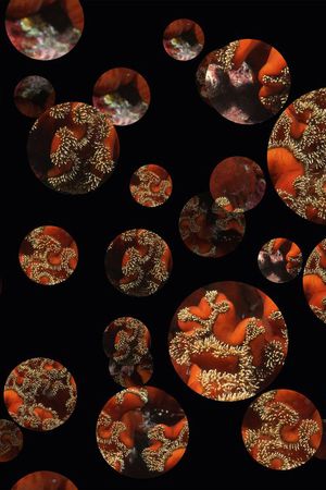 波点印花华亿平台图片