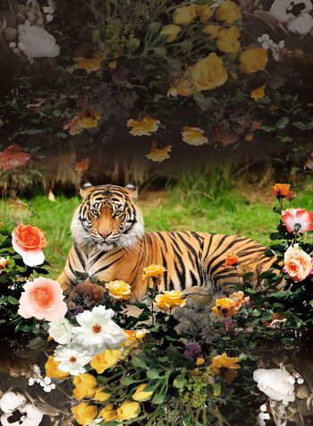 动物印花华亿平台图片