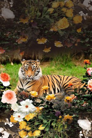 动物印花华亿平台图片