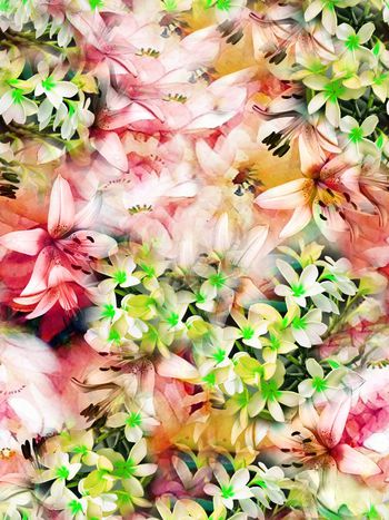 384471-烂漫紫罗兰