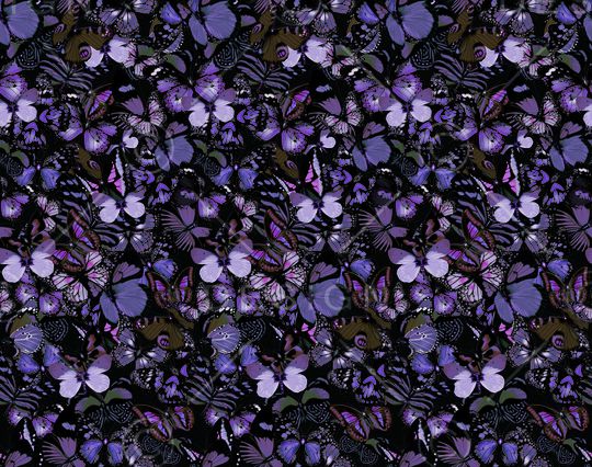 蝴蝶印花华亿平台图片