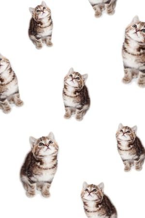 复古印花华亿平台图片