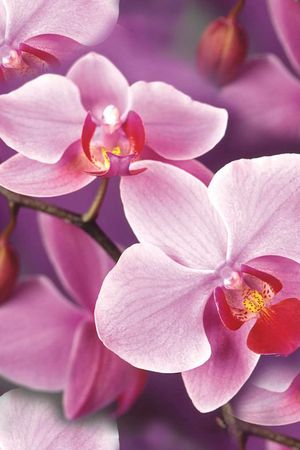 复古印花华亿平台图片