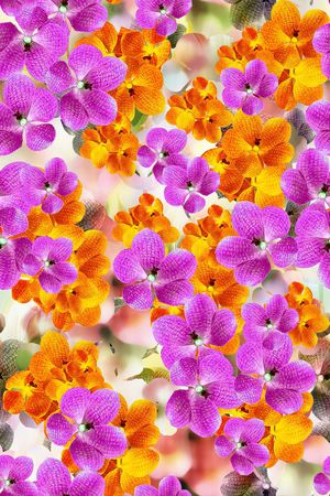 田园印花华亿平台图片