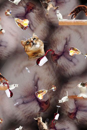 388562-瓦蓝大猫眯