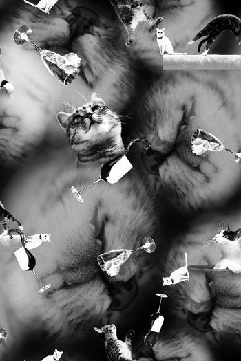 388566-瓦蓝大猫眯愣是把我看醉了