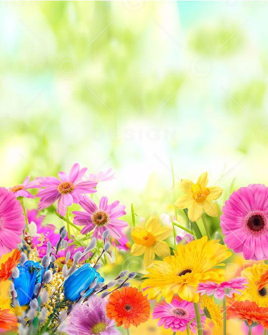 菊花印花华亿平台图片