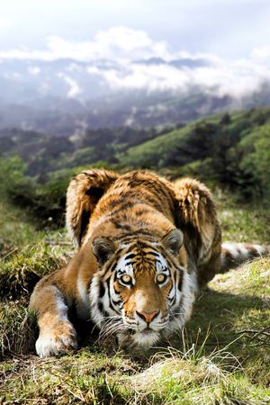 老虎印花华亿平台图片