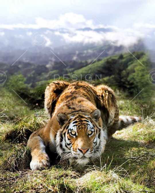 老虎印花华亿平台图片