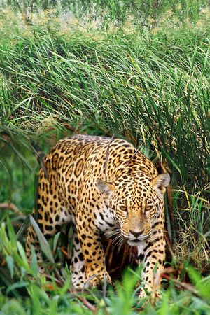 豹子印花华亿平台图片