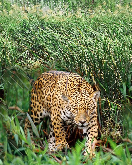 豹子印花华亿平台图片