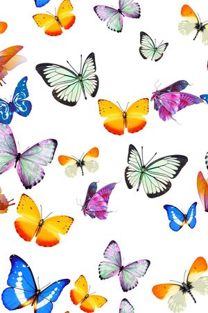 蝴蝶印花华亿平台图片