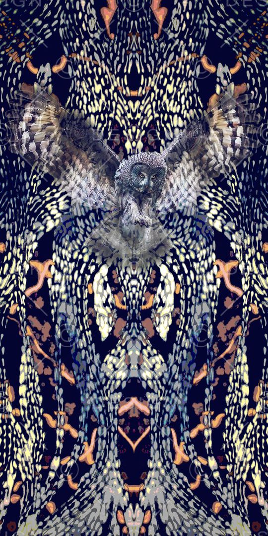 猫头鹰印花华亿平台图片