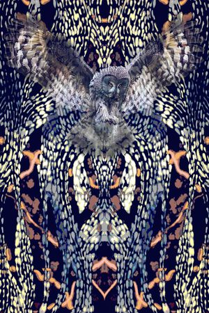 猫头鹰印花华亿平台图片