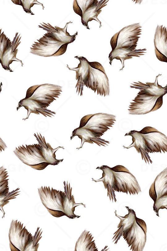 复古手绘雄鹰印花华亿平台图片