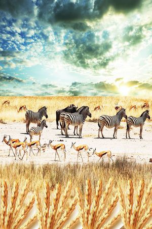 休闲印花华亿平台图片