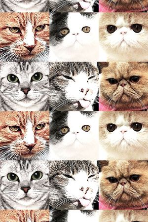 动物类印花华亿平台图片