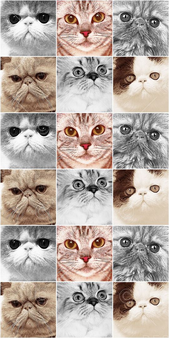 动物类印花华亿平台图片