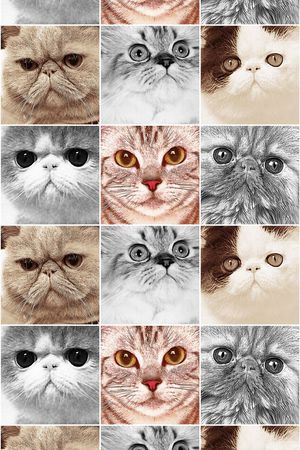 动物类印花华亿平台图片