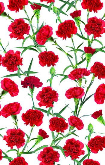 389745-满版红色康乃馨花卉