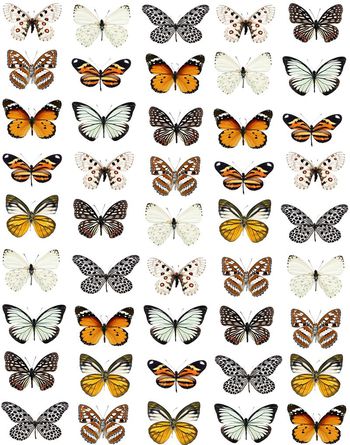 390251-复古蝴蝶潮流男装华亿平台