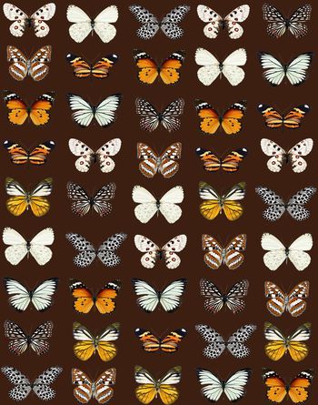 390253-复古蝴蝶潮流男装华亿平台