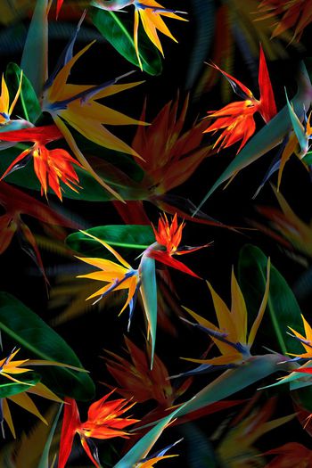 390486-消失的天堂鸟