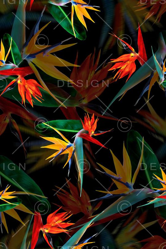 天堂鸟印花华亿平台图片