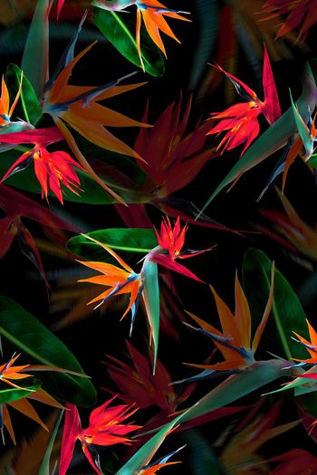 390487-消失的天堂鸟