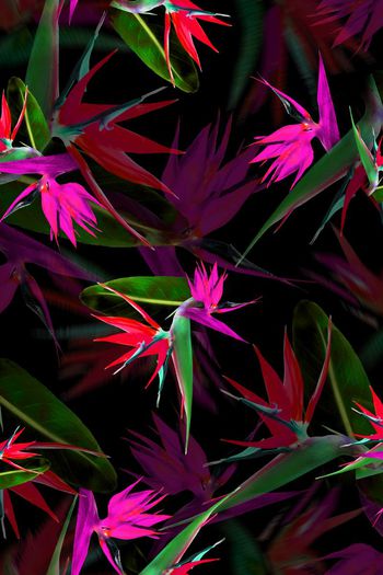 390488-消失的天堂鸟