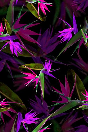 390489-消失的天堂鸟