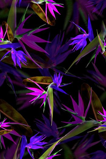 390490-消失的天堂鸟