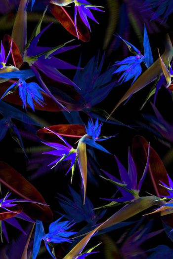 390491-消失的天堂鸟